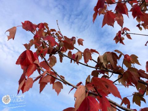 Walk out on a limb