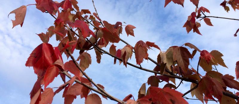 Walk out on a limb